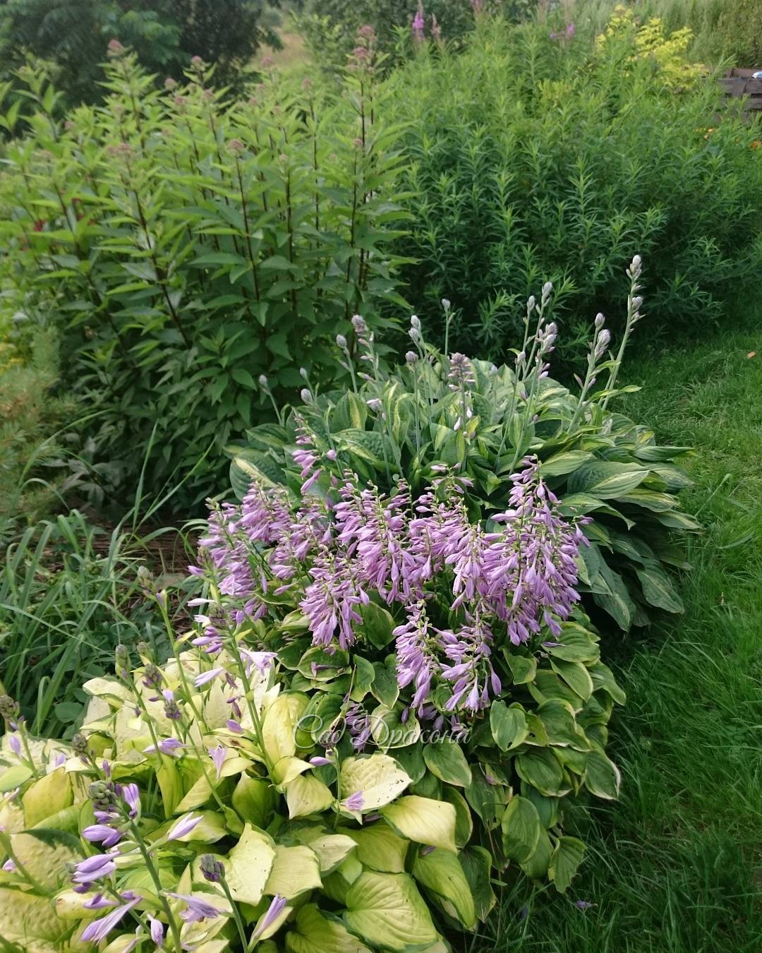 Хосты "Fan Dance", "Mildred Siver" и "Streepteas". За ними посконник "Purple Bunch" и невероятно разросшийся этим летом молочай болотный.