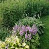 Хосты "Fan Dance", "Mildred Siver" и "Streepteas". За ними посконник "Purple Bunch" и невероятно разросшийся этим летом молочай болотный.