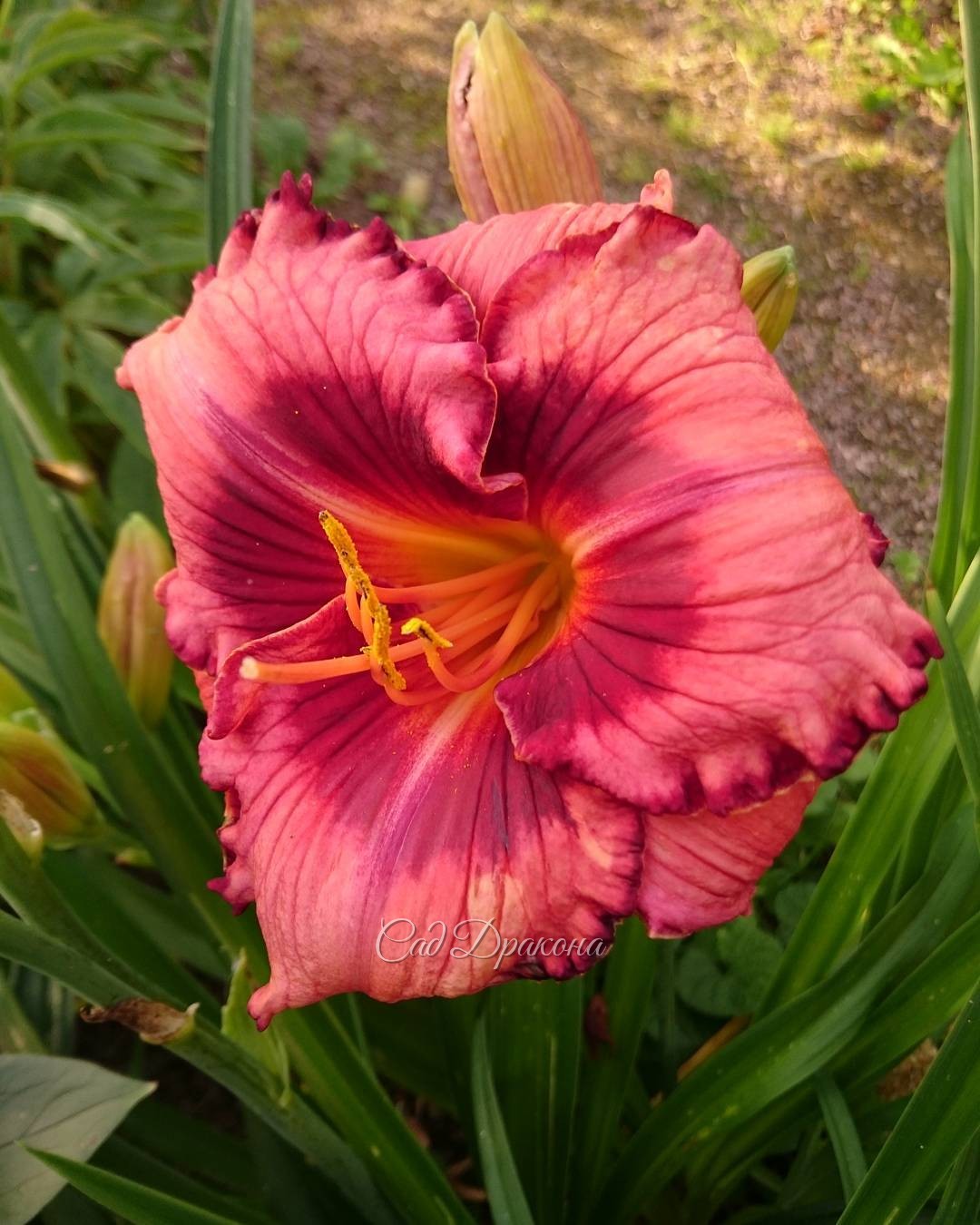 "Mississippi Memento" ? Hemerocallis "Mississippi Memento"