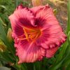 "Mississippi Memento" 🌺 Hemerocallis "Mississippi Memento"