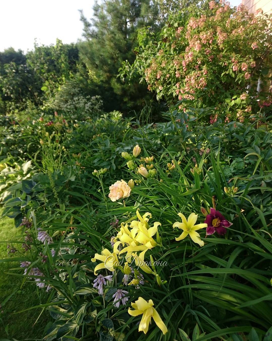 В цвету спайдер "Зелёный дракон" ? (Hemerocallis "Green Dragon") и гортензия Бретшнейдера на заднем плане. Она уже порозовела. ? ??