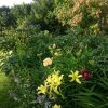 В цвету спайдер "Зелёный дракон" 🐉 (Hemerocallis "Green Dragon") и гортензия Бретшнейдера на заднем плане. Она уже порозовела. 😊 💖💚