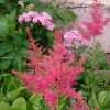 Астильбы в бутонах хороши по-своему. 🌸💖