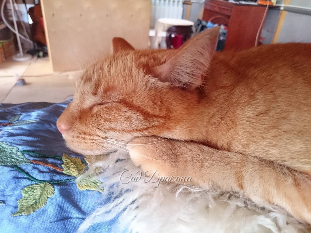 Коты умеют отдыхать. Часть 1. Персик.?