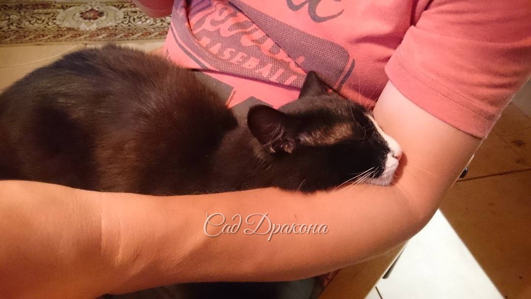 Коты умеют отдыхать. Часть 2. Оссе ?
