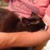 Коты умеют отдыхать. Часть 2. Оссе 💜