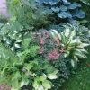 На северной стороне дома всё такое свежее 😊🌿💚💙