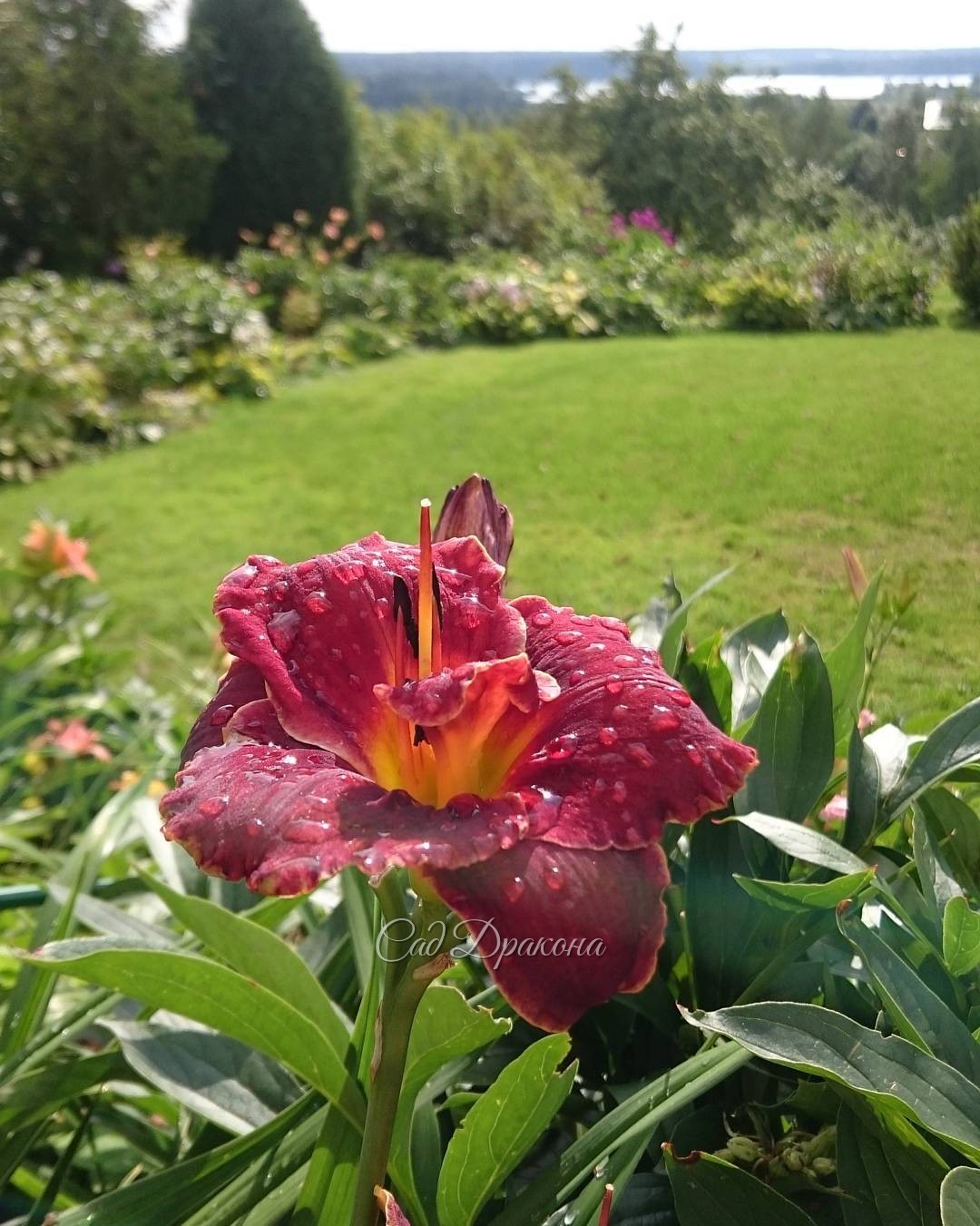 После дождя днём всё было в капельках ??? Hemerocallis "Night Embers" ?