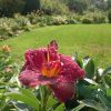 После дождя днём всё было в капельках 💧💧💧 Hemerocallis "Night Embers" 🌺