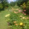Лилейниковая суббота 😊🌺☀