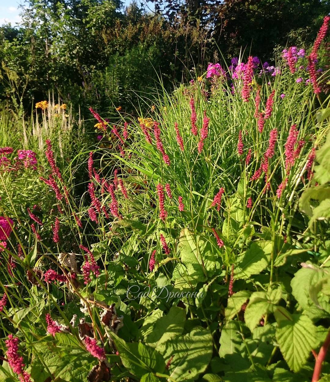 Соцветия горцА (Persicaria amplexicaulis) на фоне мискантуса "Warlaufer" ??