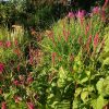 Соцветия горцА (Persicaria amplexicaulis) на фоне мискантуса "Warlaufer" 🌾😊