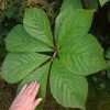 Ещё подрос. 😙 Лист роджерсии перистой. 🌿