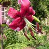 Удивительный рельеф на лепестках! 🔺🔺🔺🌺 Лилия "Miss Feya" 🌺💚