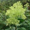 Гортензия ""Limelight". Она в тени кедра, поэтому пока вот такая. 😊 🌱 Зато, если присмотреться, хорошо видна структура соцветия! 😀 💐