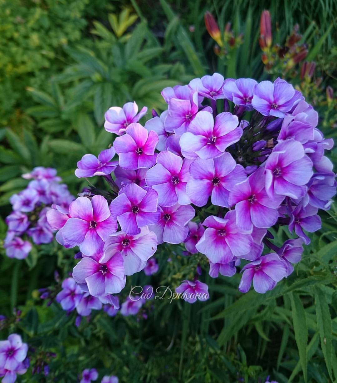 Флокс 🌸 @ Сад Дракона - частный ботанический сад