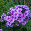 Флокс 🌸 @ Сад Дракона - частный ботанический сад