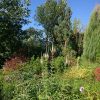 Вероникаструм @ Сад Дракона - частный ботанический сад