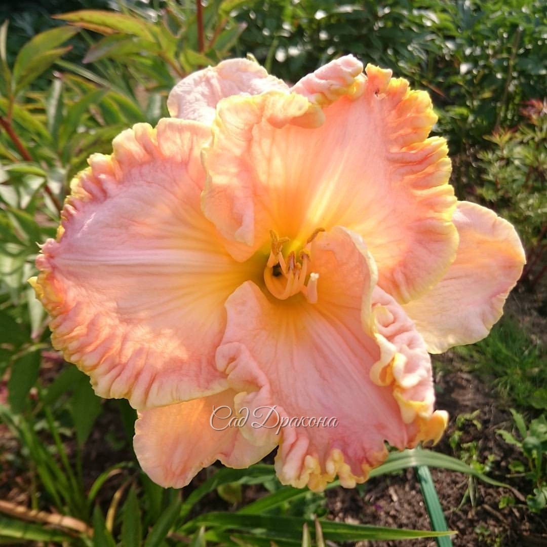 Hemerocallis "Fiji" @ Сад Дракона - частный ботанический сад