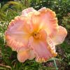 Hemerocallis "Fiji" @ Сад Дракона - частный ботанический сад