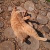 Сад Дракона - подходит для котиков 😻