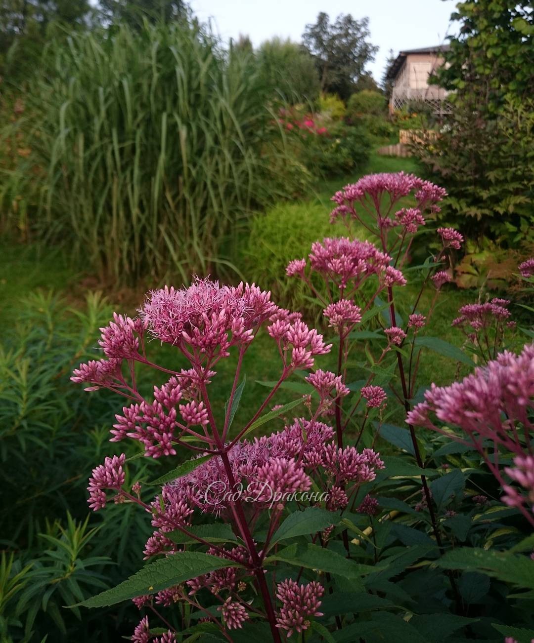 Посконник "Purple Bush" ?