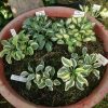 Горшок с миниатюрными хостами, и каждая в отдельности. 😊💚🌱 По просьбе Иры 😘💕😁
