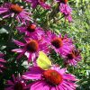В дождливый пасмурный день, как сегодня, хочется чего-то яркого. 🌼 Это недавнее фото бабочки-лимонницы на эхинацее "Hot Summer" на минутку возвращает нас в лето 🌸☀🌿😊