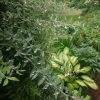 Спирея серая в капельках 💧Дождик то пойдёт, то перестанет, всё равно мы все мокрые. 😌 Обрезали листья у пионов, которые надо выкапывать 🌿🌿🌿😂
