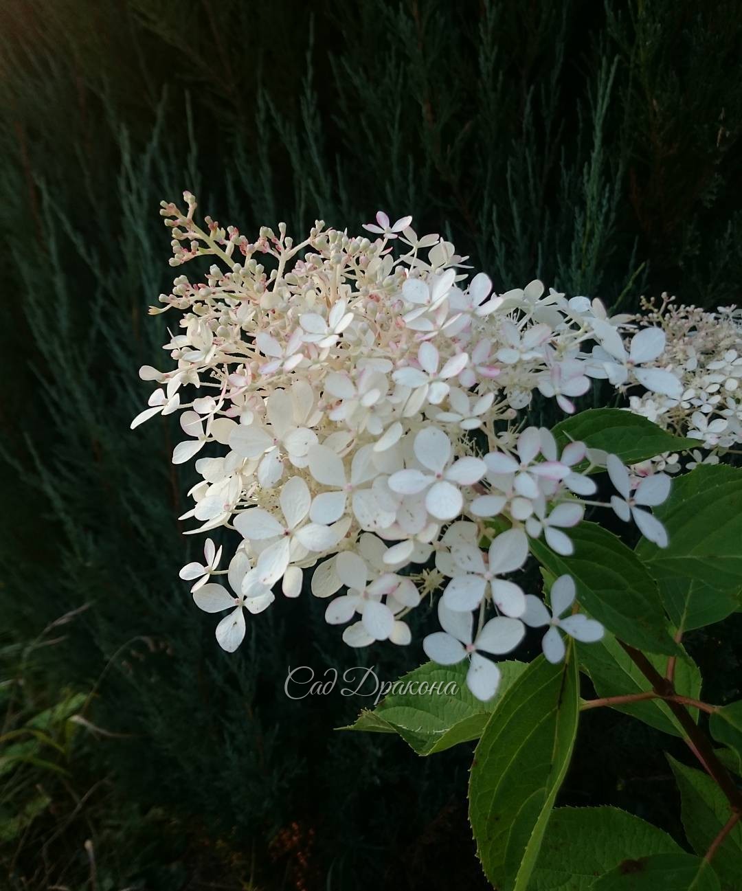 "Фантом", чуть тронутый розовинкой. ? Hydrangea "Phantom" ?