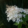 "Фантом", чуть тронутый розовинкой. 💖 Hydrangea "Phantom" 👻