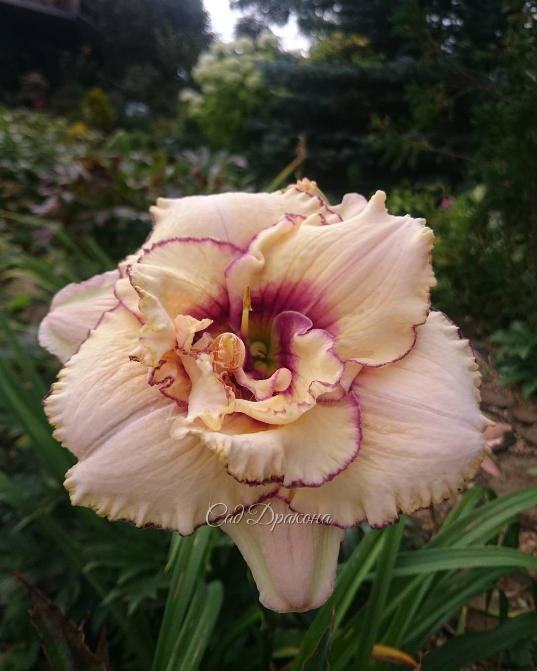 Сегодня махровая поздняя "Darya" одарила нас таким цветком. ? Hemerocallis "Darya" ???