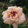 Сегодня махровая поздняя "Darya" одарила нас таким цветком. 💮 Hemerocallis "Darya" 💮💮💮
