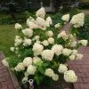 "Limelight" поближе... 💐💐💐