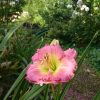 Лилейники обрадовались и дождю, и солнцу, распустились 🌺🌱🌺 "Chance Encounter". Как мне нравится его гармоничная форма и зелёное горлышко 😀💚 Удивительно стойкий, обильноцветущий и быстрорастущий сорт! 🌺 Hemerocallis "Chance Encounter" 🌿🌺