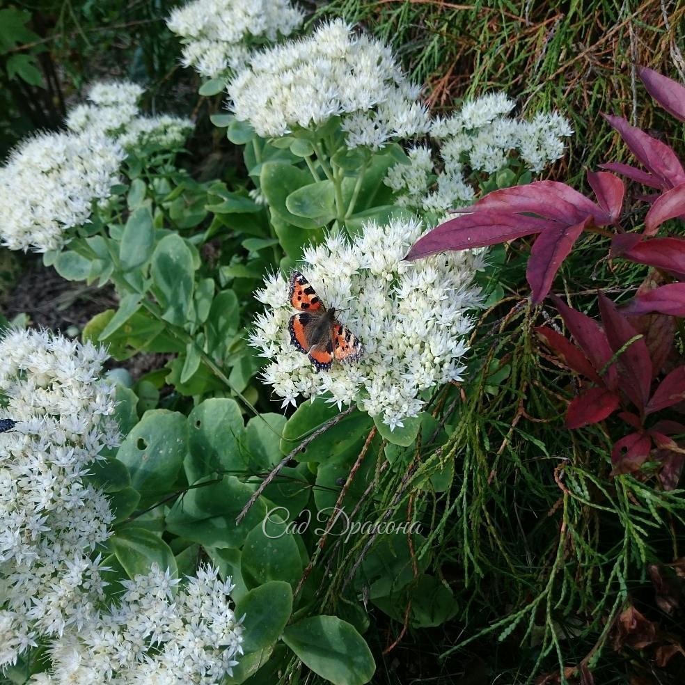 Красный пион и белый седум ??? Sedum spectabile "Alba" ?