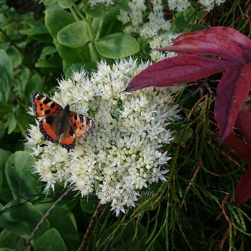 Красный пион и белый седум ??? Sedum spectabile "Alba" ?