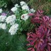Красный пион и белый седум 💚💮🌱 Sedum spectabile "Alba" ☁