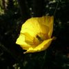 Меконопсис 🌻
