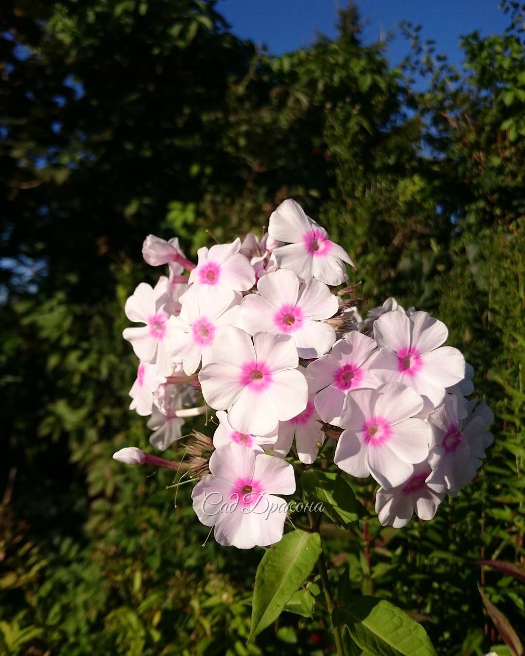 Просто флокс. В ясный день сентября любой цветок хорош! ??? Phlox paniculata ??