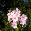 Просто флокс. В ясный день сентября любой цветок хорош! 🌸😄💖 Phlox paniculata 🌸❤
