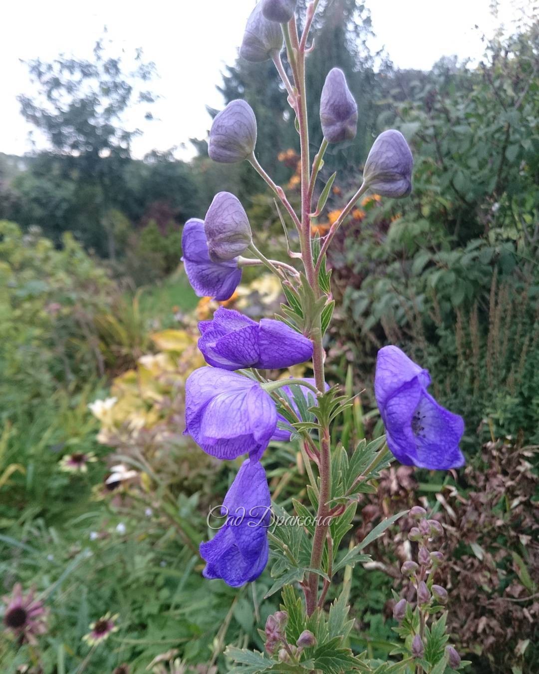 Аконит зацвёл. Точно, осень! ??? Aconitum napellus ?