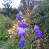 Аконит зацвёл. Точно, осень! 🍁🌾🍃 Aconitum napellus 💜