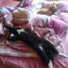 Мы встаём и уходим работать на улицу, а они остаются за нас досыпать 😙😻😻😁
