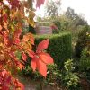 Вчерашнее утро из окна спальни 🍁 🌞