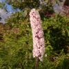 Соцветие клопогона “Pink Spike“ получилось таким плотненьким... из-за недостатка влаги 💧
