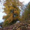 Клён у запруды в Рождествено. 🍁🍁🍁