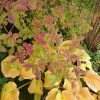 Хоста Tokudama flavocircinalis и форзиция в осеннем наряде. 🍂🍂🍂🍁