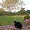 Что коты думают про осень? 😻🍁🌾🍂