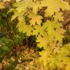 Клён полевой пожелтел, и почти сразу весь осыпался.. 🍁 Acer campestre.